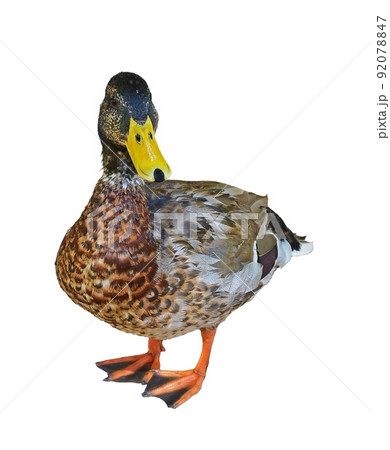 Wald mallart duck stand isolated on white background Wald mallart duck stand isolated on white background 92078847