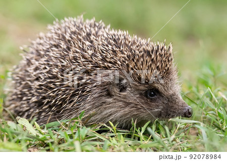 hedgehog on the grass hedgehog on the grass 92078984