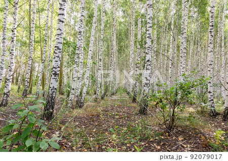 abstract background the birch grove. abstract background the birch grove. 92079017