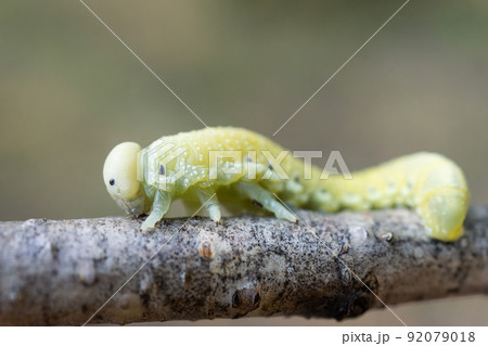 Cimbex femoratus birch Sawfly caterpillars.. Cimbex femoratus birch Sawfly caterpillars.. 92079018