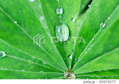 Dew on a leaf. 92079277