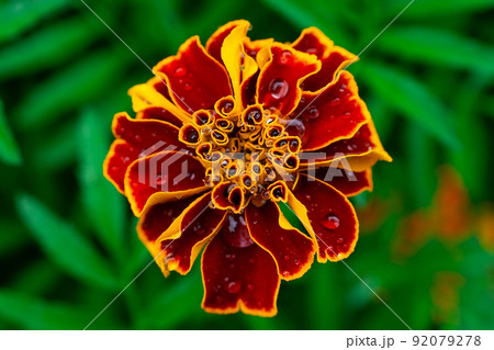 Fresh pink zinnia flowers 92079278