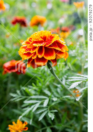 Fresh pink zinnia flowers 92079279