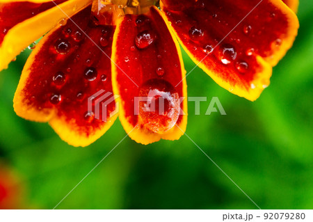 Fresh pink zinnia flowers 92079280
