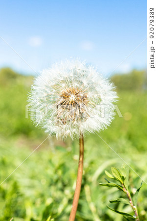dandelion against nature dandelion against nature 92079389