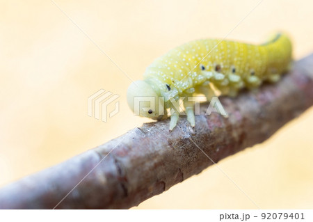 Cimbex femoratus birch Sawfly caterpillars 92079401