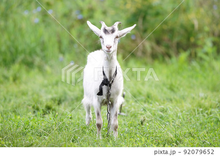 goat on grass... 92079652