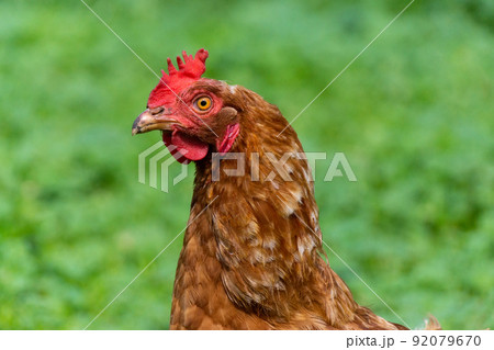 healthy chicken in the garden. 92079670