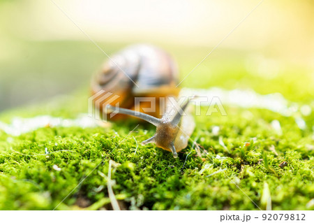 snail and moss 92079812