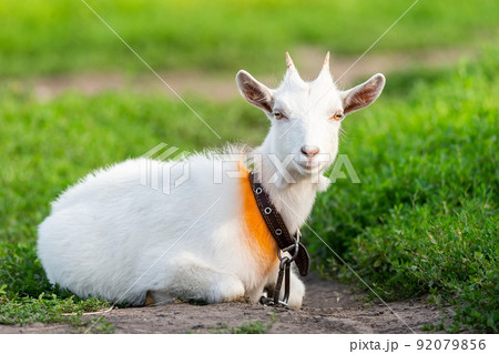 goat on grass... 92079856