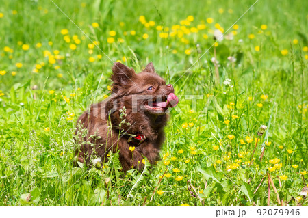 Chihuahua dog in the park Chihuahua dog in the park 92079946