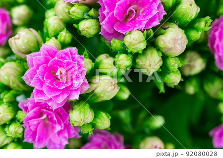 Kalanchoe house plant, close up Kalanchoe house plant, close up 92080028