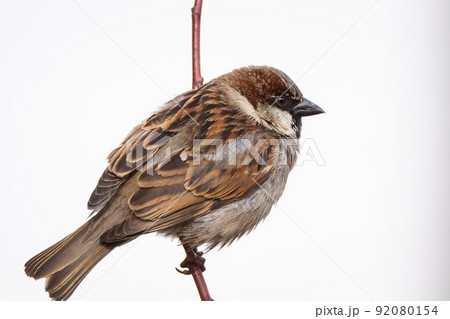 Sparrow on the tree Sparrow on the tree 92080154