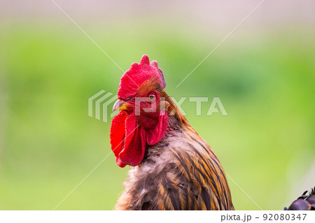 cock on the grass. 92080347