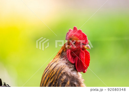 cock on the grass. 92080348
