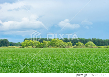 field and birch grove field and birch grove 92080352