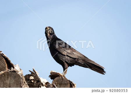 rook on a log rook on a log 92080353