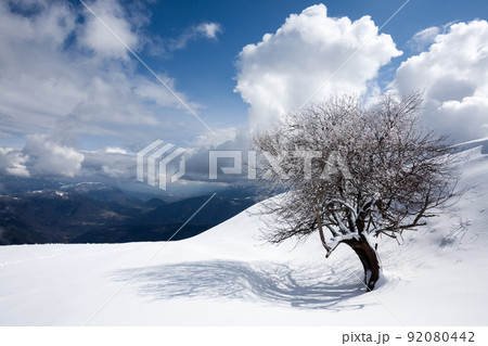 Winter landscape, lonely tree covered by snow Winter landscape, lonely tree covered by snow 92080442