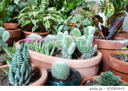 Home garden close up. Variety of indoor plants 92080443