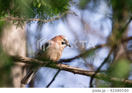 Eurasian Jay (Garrulus glandarius) Eurasian Jay (Garrulus glandarius) 92080590