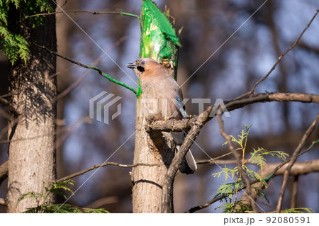 Eurasian Jay (Garrulus glandarius) 92080591