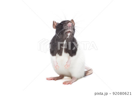 rat on white background 92080621