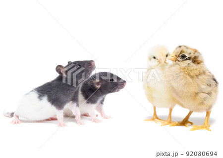 animals on white background 92080694