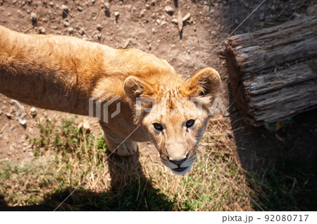 Young lion cub wild Young lion cub wild 92080717