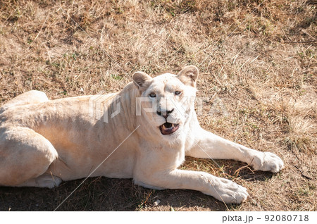 Lioness on the grass Lioness on the grass 92080718