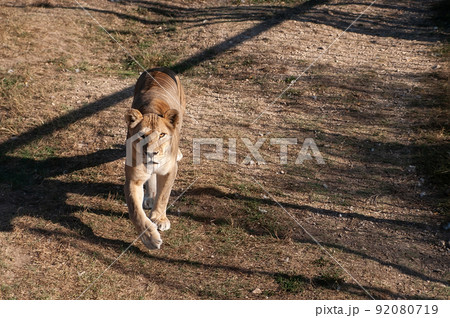 Lioness on the grass Lioness on the grass 92080719