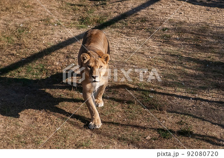 Lioness on the grass 92080720