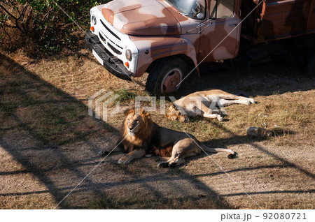 lion and lioness lion and lioness 92080721