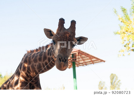 portrait of a giraffe 92080723