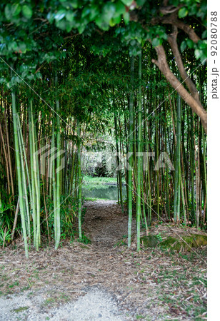 the arboretum in Sochi 92080788