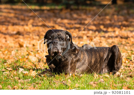 dog cane Corso 92081101