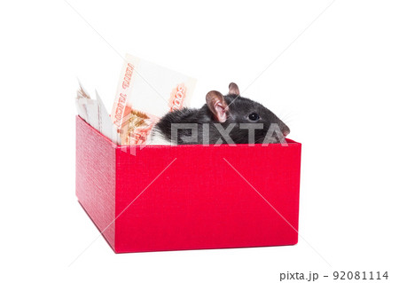 Rat with money 92081114