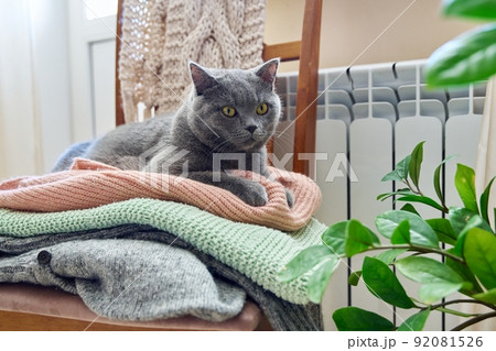 Gray british cat keep warm in autumn winter cold season near heating radiator 92081526