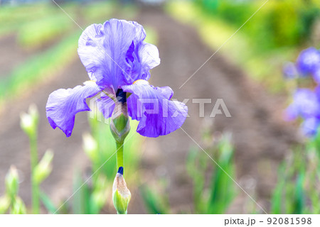 ハナショウブのイメージ 92081598