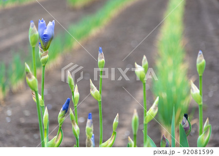 ハナショウブのイメージ ハナショウブのイメージ 92081599