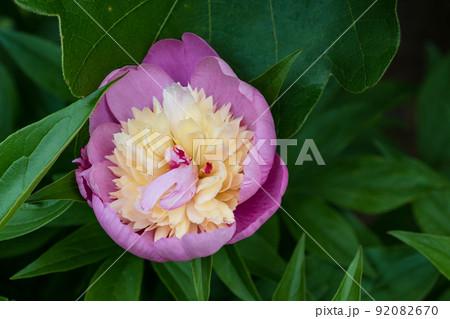 豪華な芍薬の大輪咲き始め 豪華な芍薬の大輪咲き始め 92082670