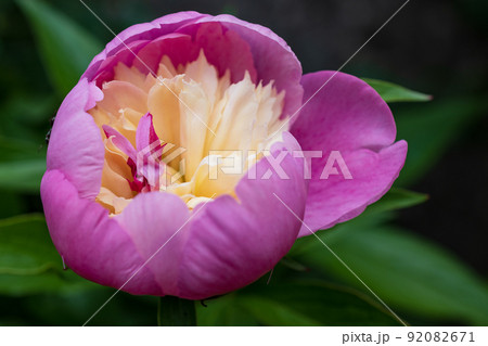 豪華な芍薬の大輪咲き始め 92082671