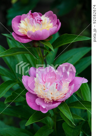 豪華な芍薬の大輪咲き始め 92082674