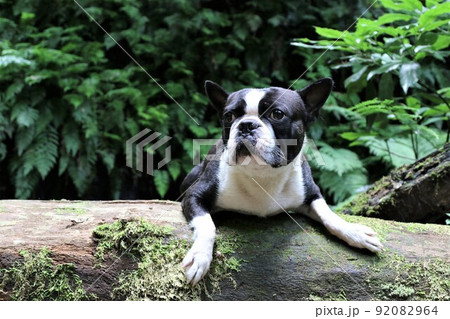 ゆずの里毛呂山町の森の中を流れる宿谷川沿いの遊歩道で切り株に乗って休む愛犬ボストンテリアのマイティ君 92082964