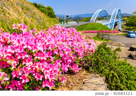 西海橋公園のツツジ 【長崎県西海市】 西海橋公園のツツジ 【長崎県西海市】 92083121