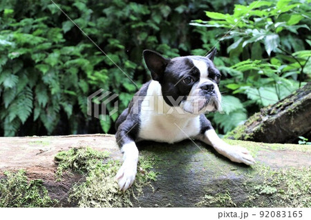 ゆずの里毛呂山町の森の中を流れる宿谷川沿いの遊歩道で丸太に乗って休む愛犬ボストンテリアのマイティ君♡ ゆずの里毛呂山町の森の中を流れる宿谷川沿いの遊歩道で丸太に乗って休む愛犬ボストンテリアのマイティ君♡ 92083165