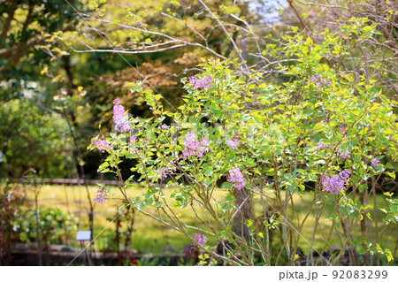 ライラックの花 92083299