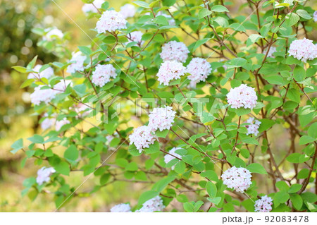 ビバーナムの花 ダイアナ ビバーナムの花 ダイアナ 92083478