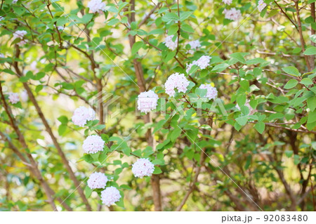 ビバーナムの花 ダイアナ ビバーナムの花 ダイアナ 92083480