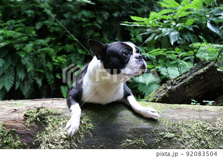 ゆずの里毛呂山町の森の中を流れる宿谷川沿いの遊歩道で丸太に乗って景色を眺めるボストンテリアのマイティ 92083504