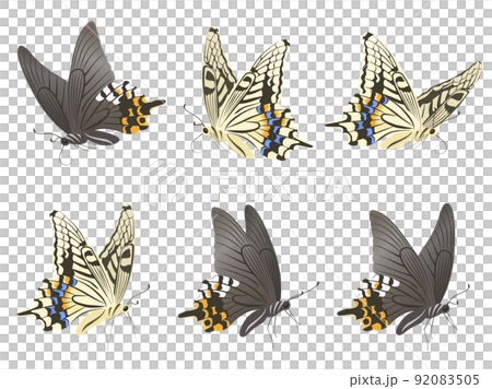 アゲハ蝶_セット 92083505